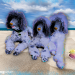 Poodle Pop Art