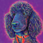 Poodle Pet Portrait