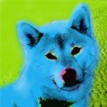 Shiba Inu OMG Pop Art