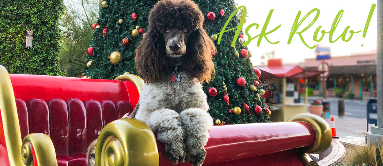 Christmas Poodle and Stocking Stuffer Gifts for Dogs